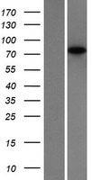 Transcription factor Sp4 (SP4) Human Over-expression Lysate