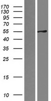 SRP54 Human Over-expression Lysate