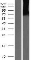 Munc18 1 (STXBP1) Human Over-expression Lysate