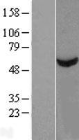 TBCE Human Over-expression Lysate