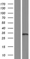 TAF9 Human Over-expression Lysate