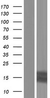 Trefoil Factor 3 (TFF3) Human Over-expression Lysate