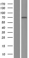 NR2C1 Human Over-expression Lysate