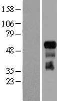 TRAF3 Human Over-expression Lysate