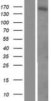 TRPM2 Human Over-expression Lysate