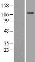 Ube1L (UBA7) Human Over-expression Lysate