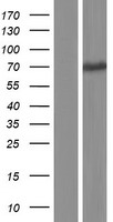 Uromucoid (UMOD) Human Over-expression Lysate