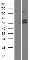 VGF Human Over-expression Lysate