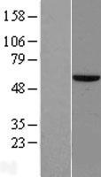 ZNF35 Human Over-expression Lysate