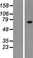 ZNF264 Human Over-expression Lysate