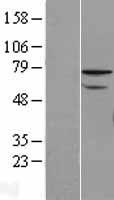ZNF143 Human Over-expression Lysate