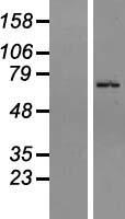 ZNF133 Human Over-expression Lysate