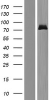 ZNF74 Human Over-expression Lysate