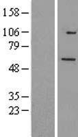 TRIM26 Human Over-expression Lysate