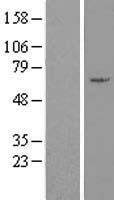 ZNF165 Human Over-expression Lysate