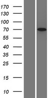 Chromogranin C (SCG2) Human Over-expression Lysate