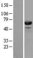 CDC45L (CDC45) Human Over-expression Lysate