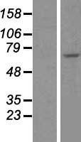 CDC7 Human Over-expression Lysate
