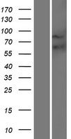 Frizzled 9 (FZD9) Human Over-expression Lysate