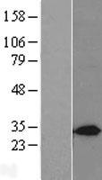 Syntaxin 7 (STX7) Human Over-expression Lysate