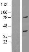 ANXA9 Human Over-expression Lysate