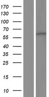 DYRK2 Human Over-expression Lysate