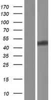 DOC2A Human Over-expression Lysate