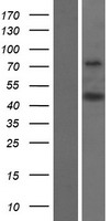 DOC2B Human Over-expression Lysate