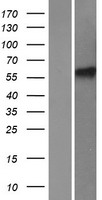 HIRIP3 Human Over-expression Lysate