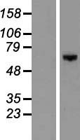 DGKE Human Over-expression Lysate