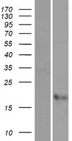 Cystatin F (CST7) Human Over-expression Lysate