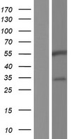 BARX2 Human Over-expression Lysate