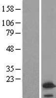 VAMP4 Human Over-expression Lysate