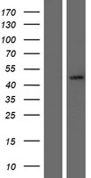 SERPINB7 Human Over-expression Lysate
