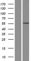 Cathepsin F (CTSF) Human Over-expression Lysate