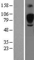 SIGLEC5 Human Over-expression Lysate