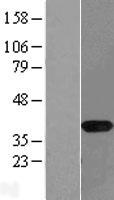 NAPG Human Over-expression Lysate