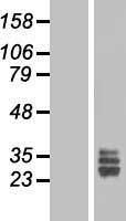FGF18 Human Over-expression Lysate