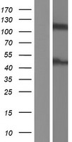 PAG3 (ASAP2) Human Over-expression Lysate
