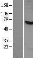 APPBP1 (NAE1) Human Over-expression Lysate