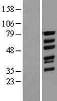 WAVE 1 (WASF1) Human Over-expression Lysate
