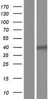 Genethonin 1 (STBD1) Human Over-expression Lysate