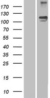 Semaphorin 5A (SEMA5A) Human Over-expression Lysate