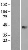 BBOX1 Human Over-expression Lysate