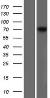 Dystrophin (DMD) Human Over-expression Lysate