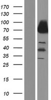 Dystrophin (DMD) Human Over-expression Lysate