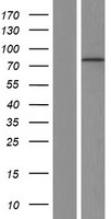 Dystrophin (DMD) Human Over-expression Lysate