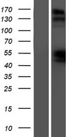 Natriuretic Peptide Receptor B (NPR2) Human Over-expression Lysate
