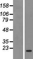 BCL2A1 Human Over-expression Lysate