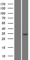 CA8 Human Over-expression Lysate